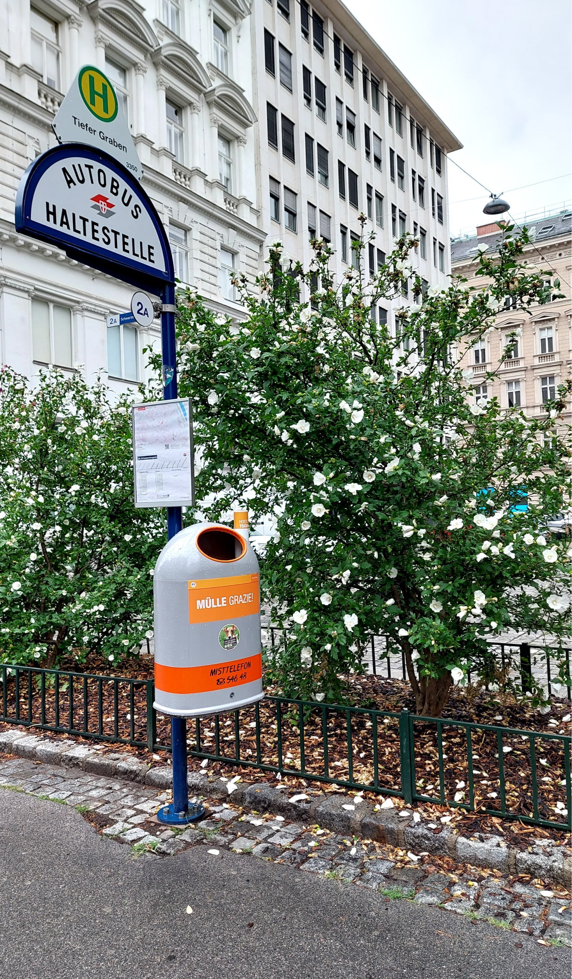 A grey and orange trash bin mounted on a blue bus stop sign in Vienna. In the background, white hibiscus flowers are blooming in front of one of the historical facades in Vienna’s first district.